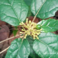 Premna procumbens Moon